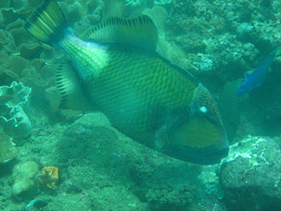 Steve Braker Action Adventure Trigger Fish