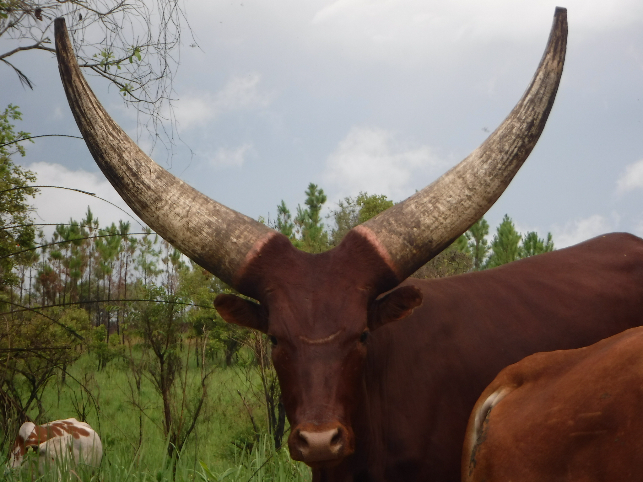 Ankole Cow Koitalel arap Samoei