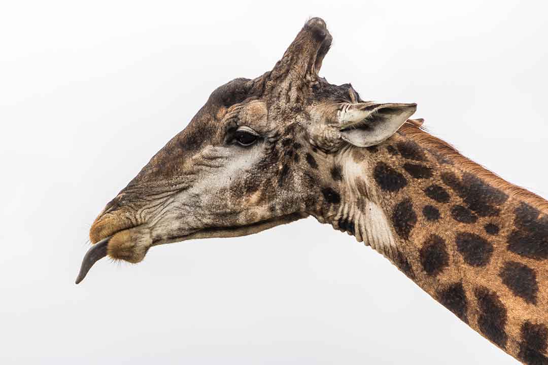 African Safari and Beach Holiday