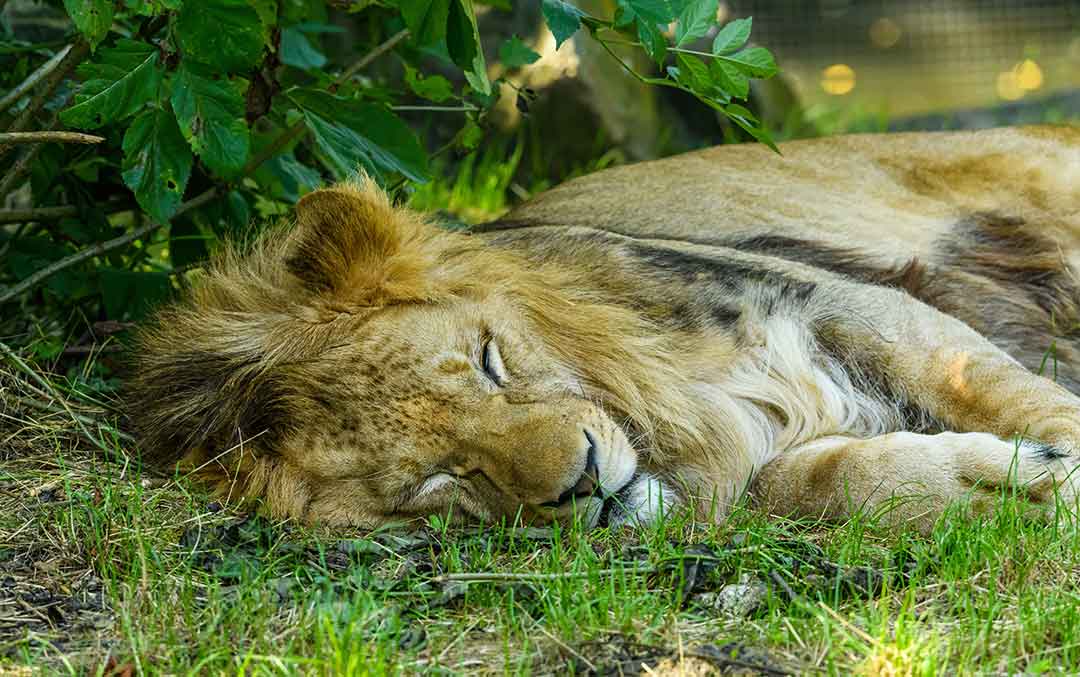 Best Country for your safari in Africa