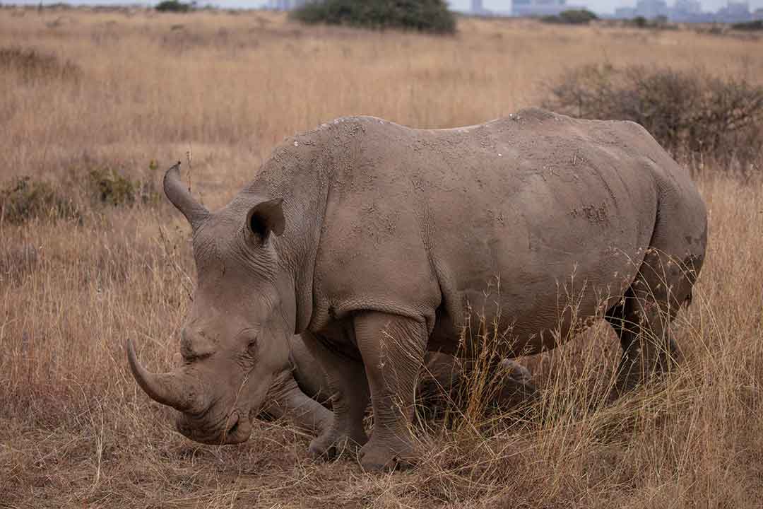 African Safari-Which is the best country to choose
