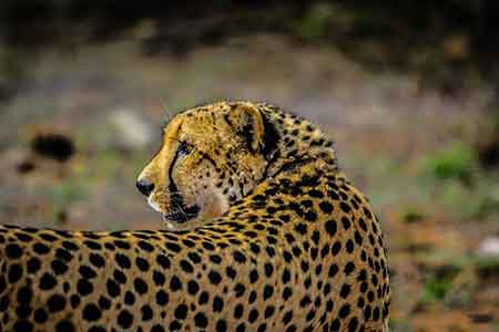 Steve Braker Author Action Thrillers in Africa