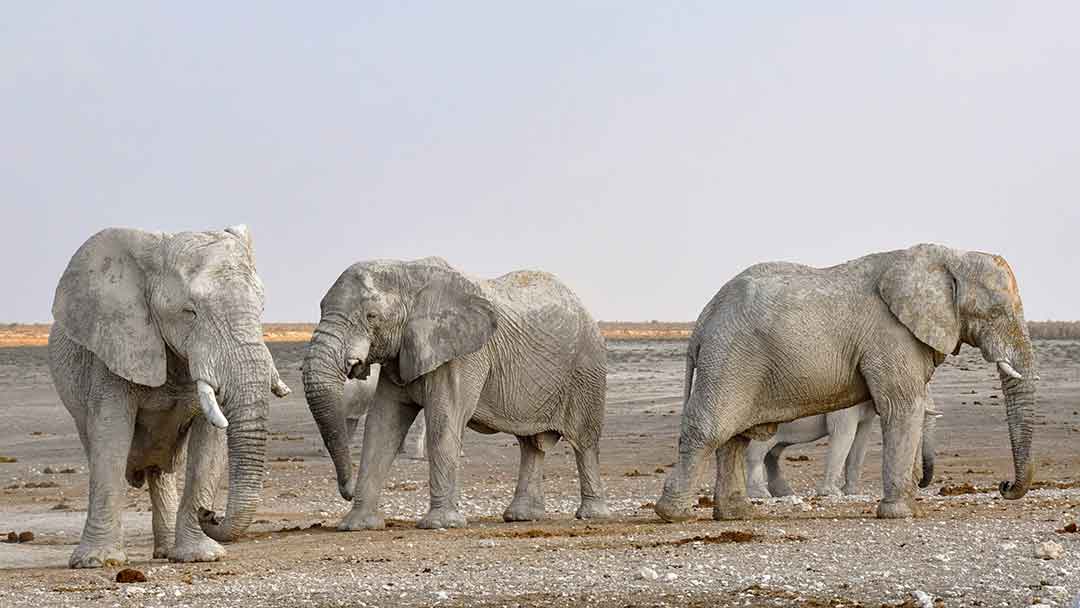 Big Five African Safari-Steve Braker Adventure