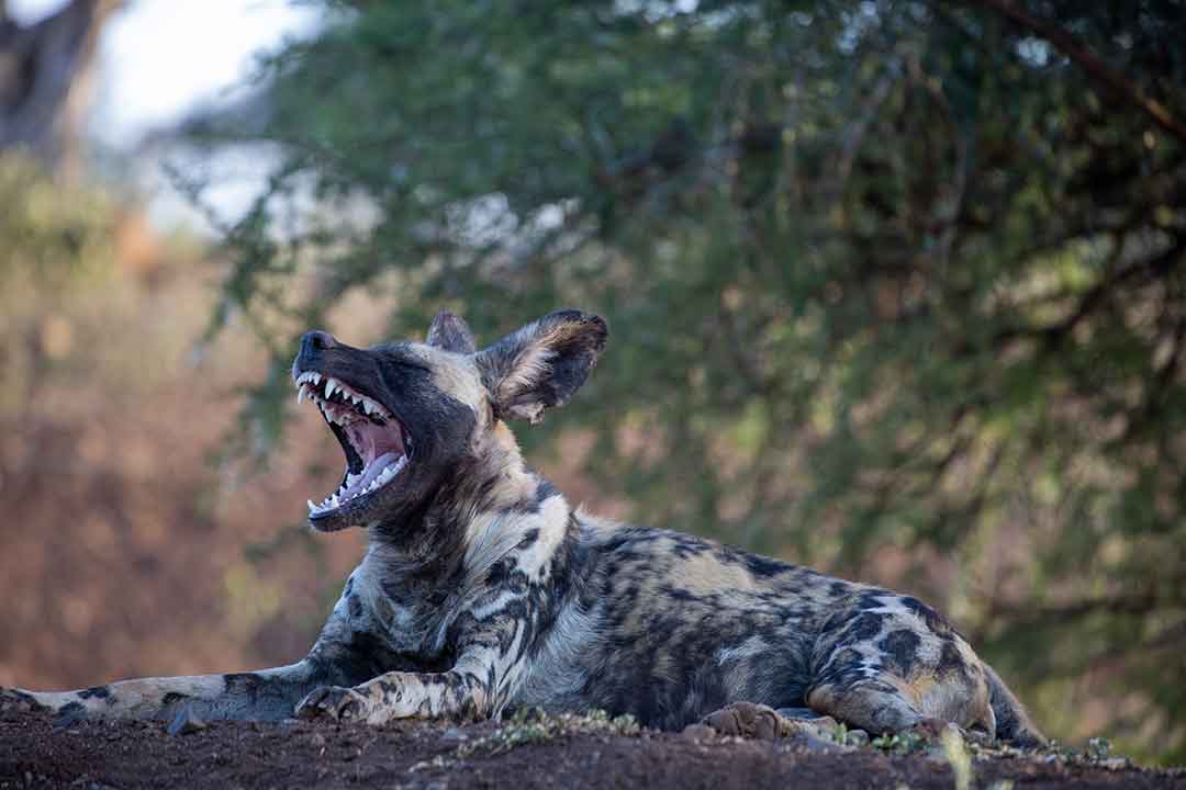 African walking safari with Steve Braker top ten tips