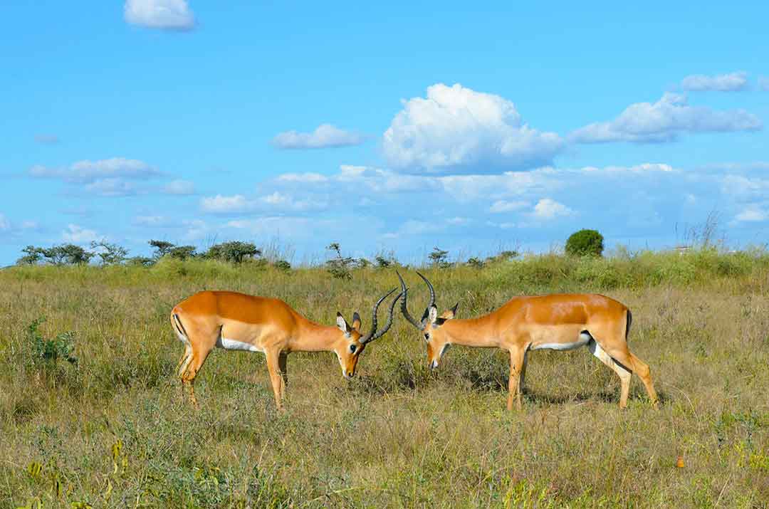 Walking Safari Africa -Great Experience with Steve Braker