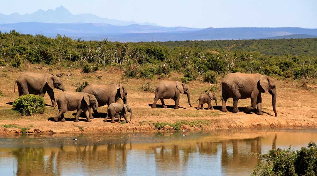 African Safari Experience-Steve Braker Author
