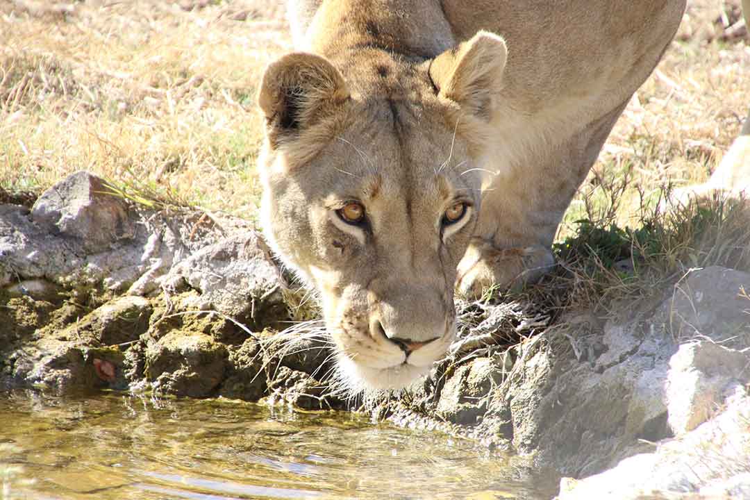 Big Five African Safari Steve Braker Author