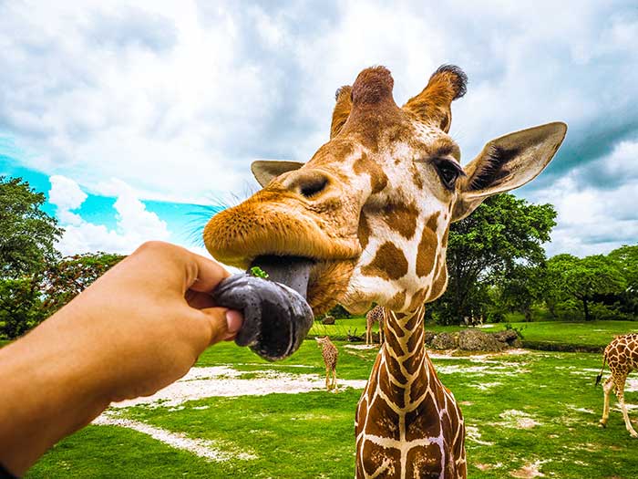 African Safari Experience-Steve Braker Author