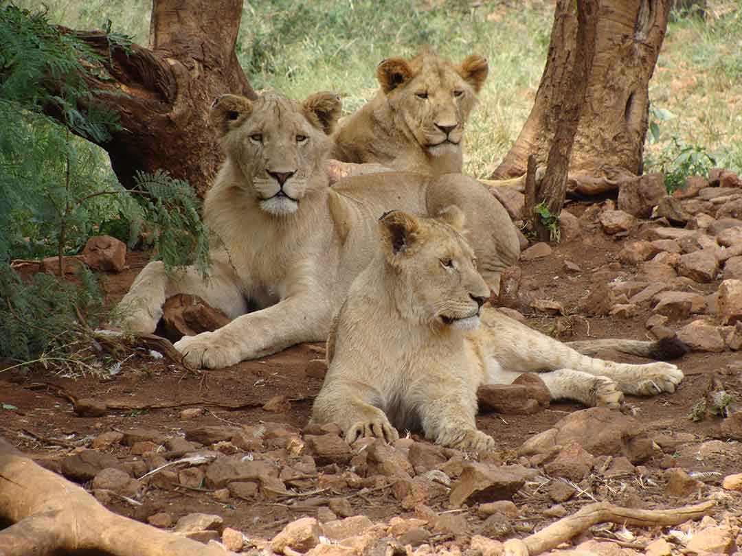 Lions African Safari Steve Braker Author Action Thrillers