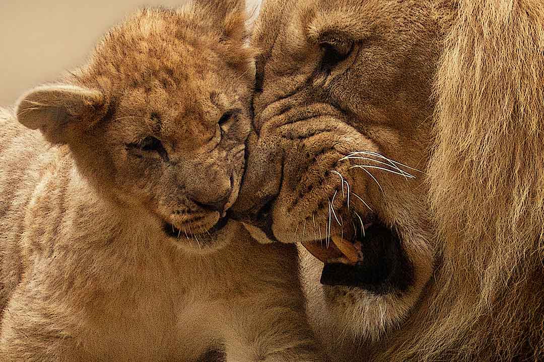 Lions African Safari-Steve Braker Author Action Thrillers