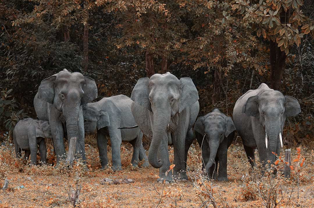 Wildlife Safari photography Steve Braker Author Action Thriller