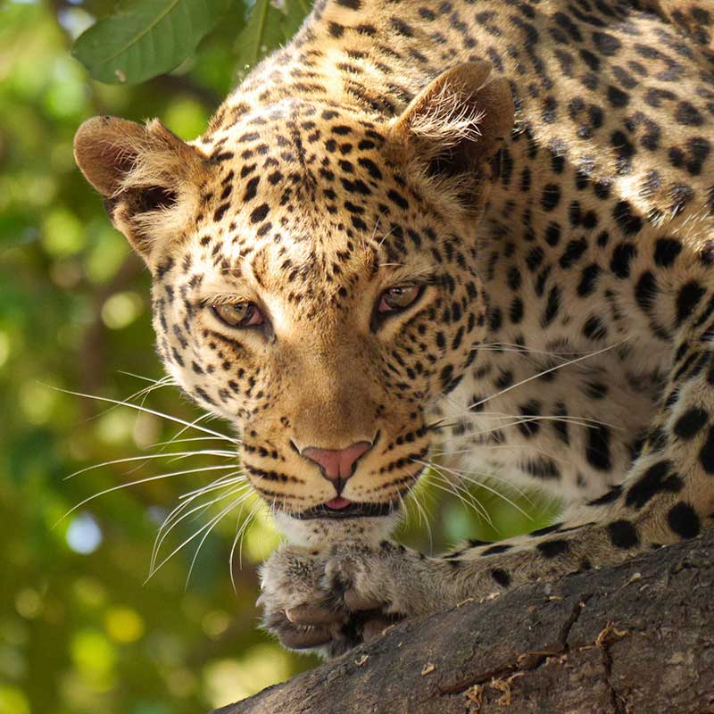 Wildlife Safari-Steve Braker Author and Safari Guide