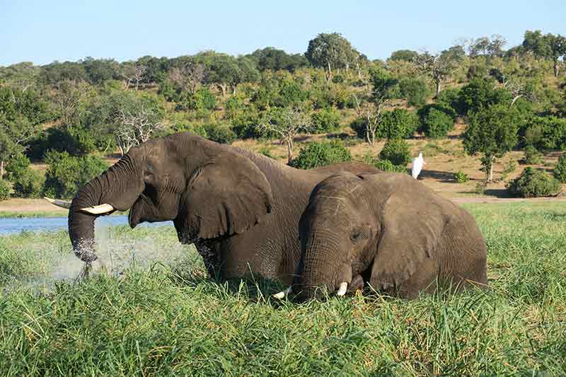 Steve Braker African Safari Planning