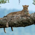 Steve Braker African Safari Planning