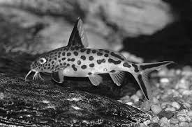 Lake Tanganyika Cichlid Fish-Steve Braker Author