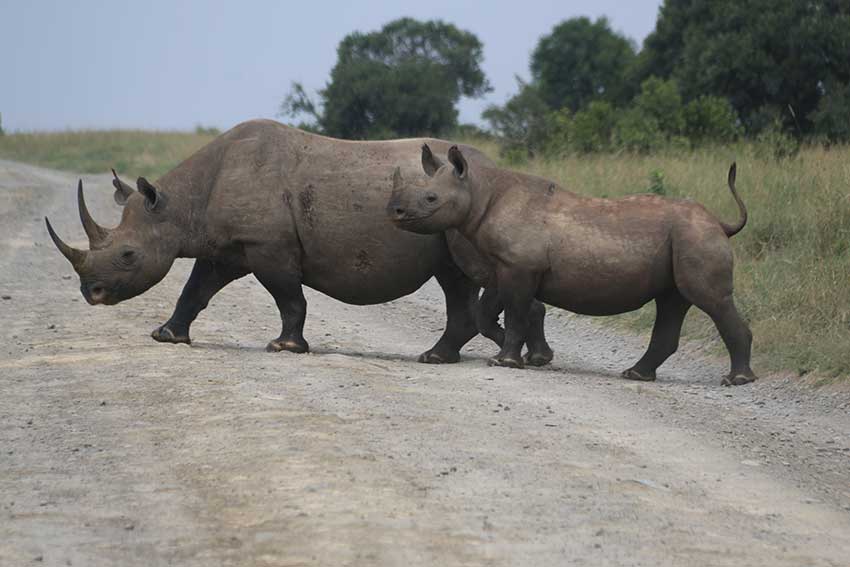 Ol Pejeta Nanyuki Black Rhino
