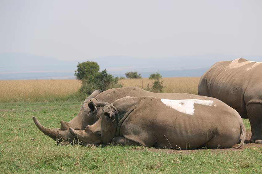 Wide Mouth Rhino Ol Pejeta Conservancy Nanyuki Kenya