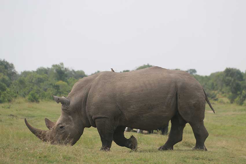 White Rhino Ol Pejeta Conservancy Kenya